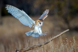 Barn Owl landing